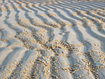 Bild p en sandstrand med rfflor i sanden