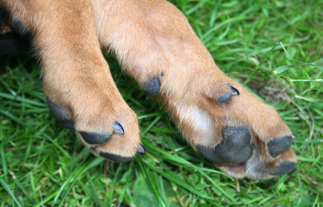 Minos gorgeous puppies 6 weeks!