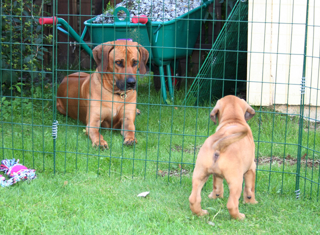 Minos gorgeous puppies 6 weeks!