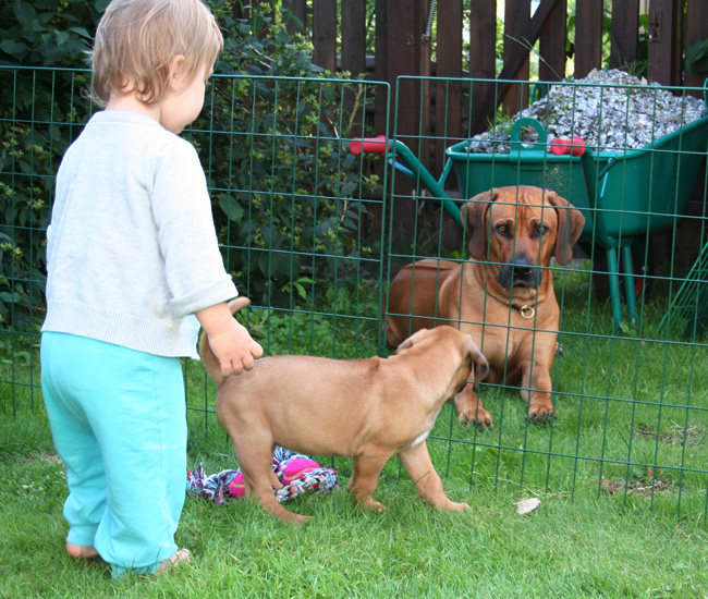 Minos gorgeous puppies 6 weeks!