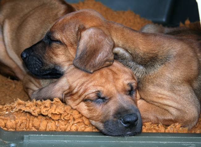 Minos gorgeous puppies 6 weeks!