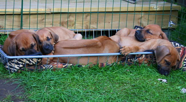 Minos gorgeous puppies 6 weeks!