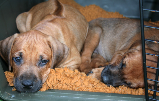 Minos gorgeous puppies 6 weeks!