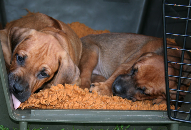 Minos gorgeous puppies 6 weeks!