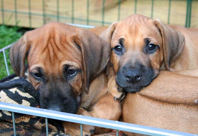 Minos gorgeous puppies 6 weeks!