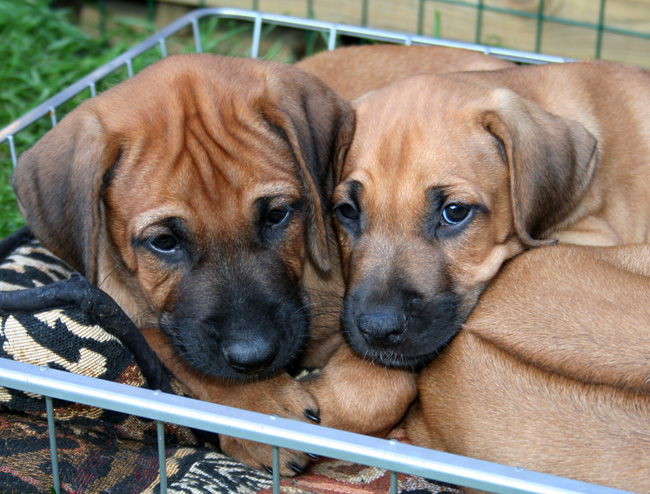 Minos gorgeous puppies 6 weeks!