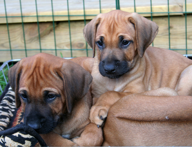 Minos gorgeous puppies 6 weeks!