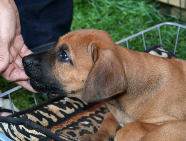 Minos gorgeous puppies 6 weeks!