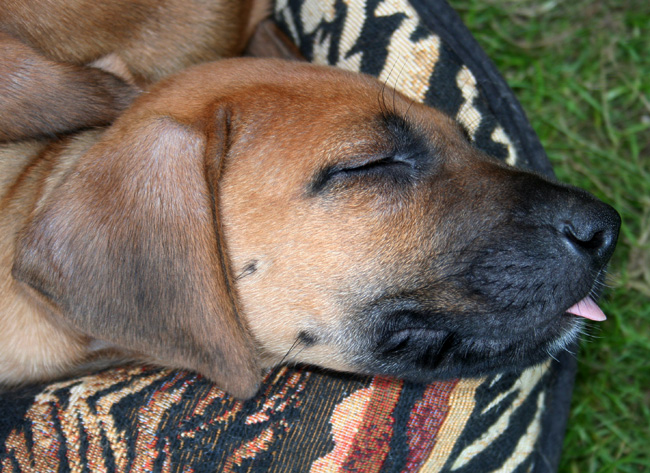 Minos gorgeous puppies 6 weeks!