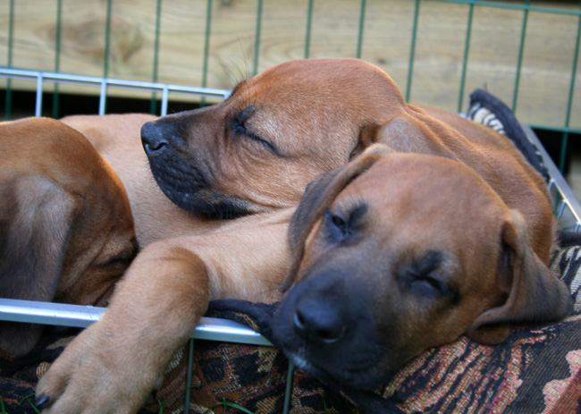 Minos gorgeous puppies 6 weeks!