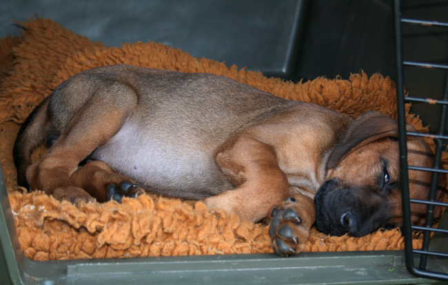 Minos gorgeous puppies 6 weeks!