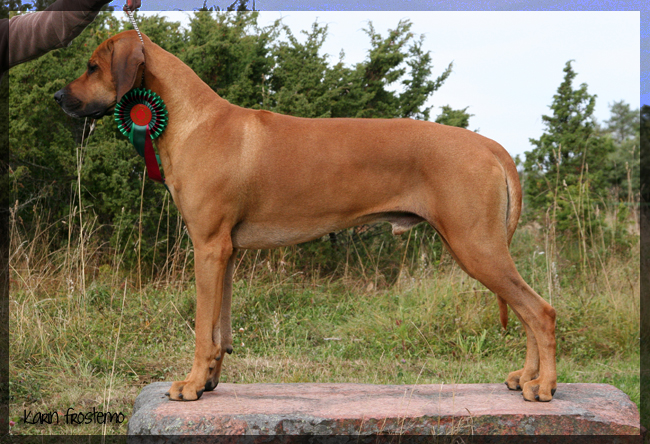 African Hunter's Amazing Baskervill - BOS, CAC and CACIB Eker international show!