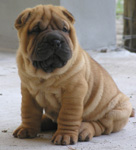 Shar Pei!